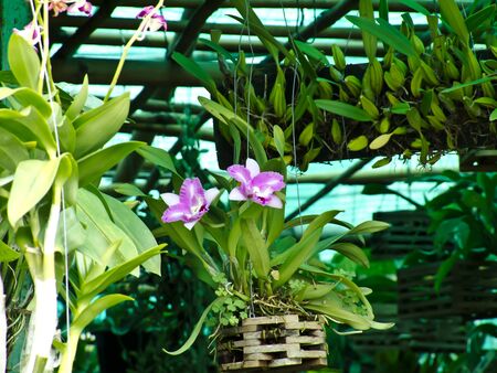 garden park sceneの写真素材