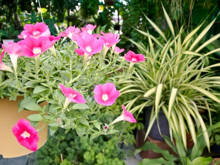 garden park sceneの写真素材