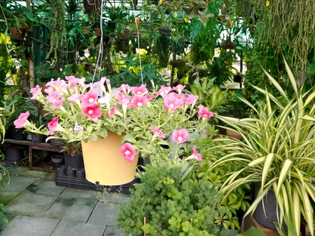 garden park sceneの写真素材