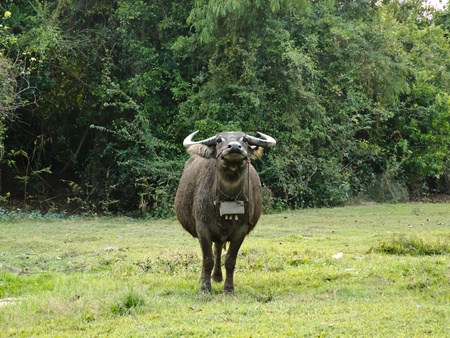 Thai buffaloの写真素材