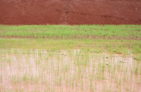 farm pondの写真素材