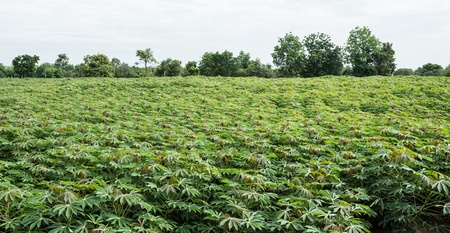 cassavaの写真素材