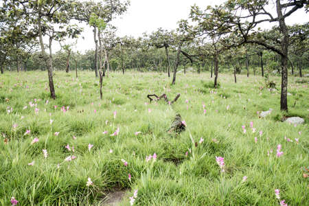 Siam Tulip fieldの写真素材