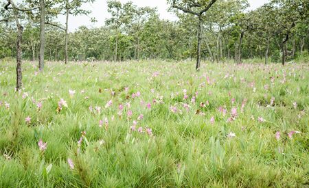 Siam Tulip fieldの写真素材