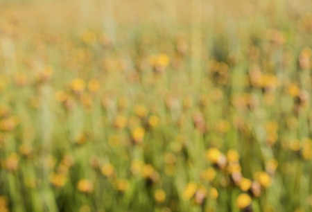 flowersの写真素材