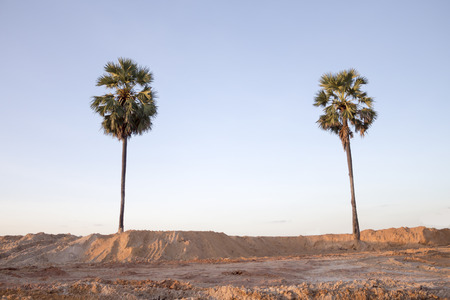 sugar palm treeの写真素材