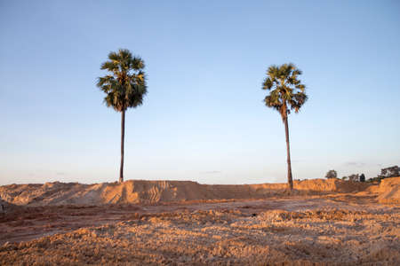 sugar palm treeの写真素材