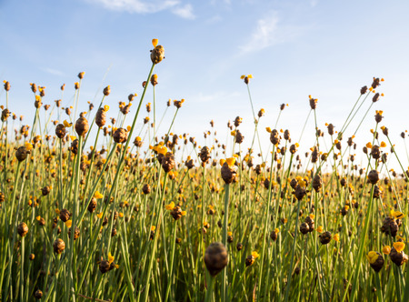 flowersの写真素材