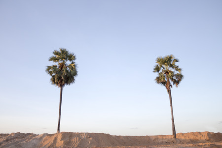 sugar palm treeの写真素材