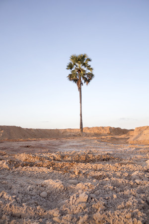 sugar palm treeの写真素材