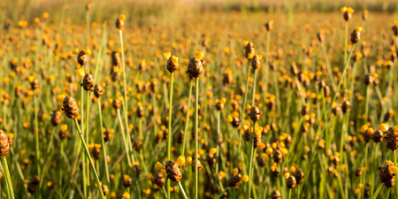 flowersの写真素材