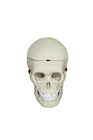 Human skullの写真素材