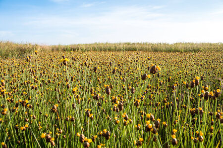 flowersの写真素材