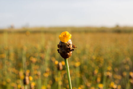 flowersの写真素材