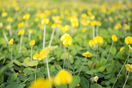 peanut plantの写真素材