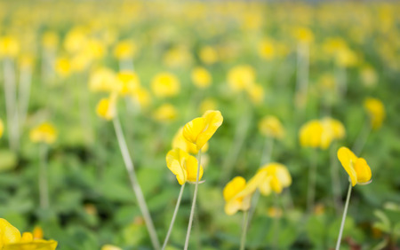 peanut plantの写真素材
