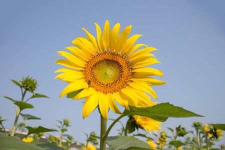sunflowerの写真素材