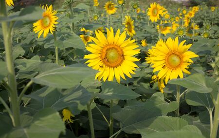 sunflowerの写真素材