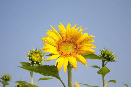 sunflowerの写真素材
