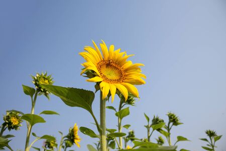 sunflowerの写真素材