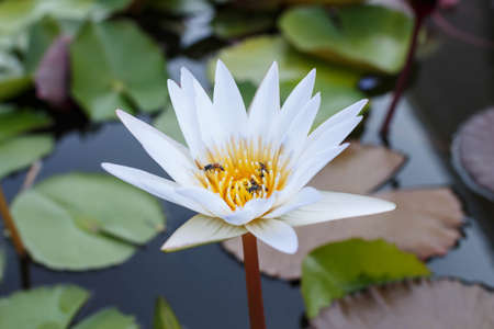 lotusの写真素材