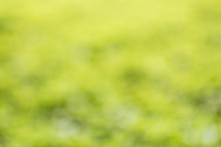 blurred leaf on backgroundの写真素材