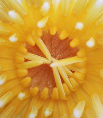 close up lotus flowerの写真素材