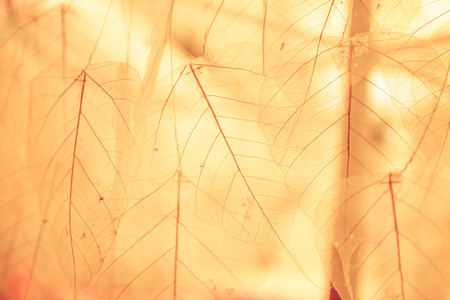 skeleton dry leafの写真素材