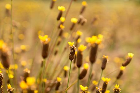 flower yellowの写真素材