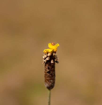 flower yellowの写真素材