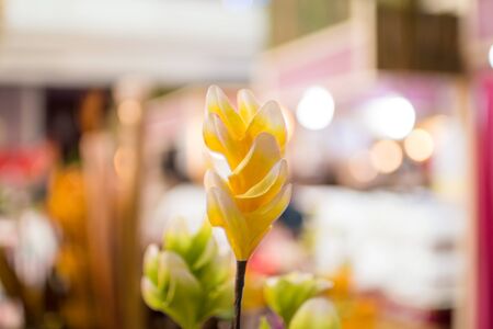 fabric flowerの写真素材