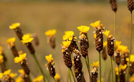 flower yellowの写真素材