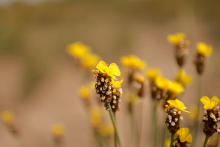 flower yellowの写真素材