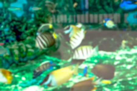 blurred fish seaの写真素材