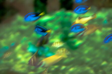 blurred fish seaの写真素材