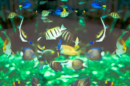 blurred fish seaの写真素材