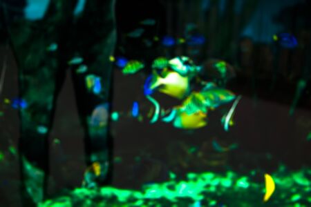 blurred fish seaの写真素材