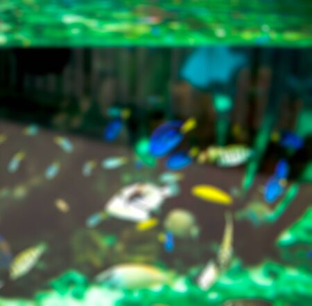 blurred fish seaの写真素材