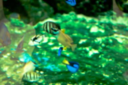 blurred fish seaの写真素材