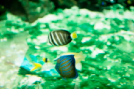 blurred fish seaの写真素材