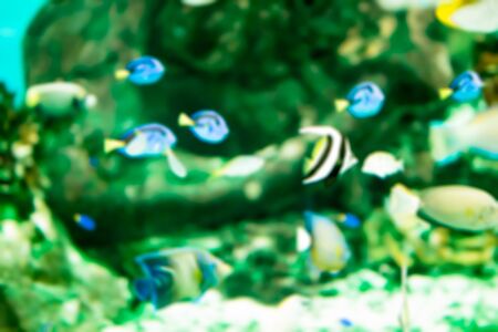 blurred fish seaの写真素材