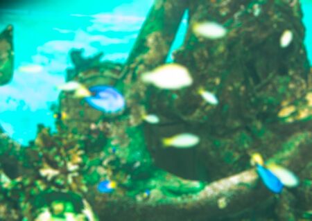 blurred fish seaの写真素材