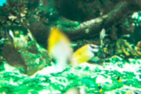 blurred fish seaの写真素材