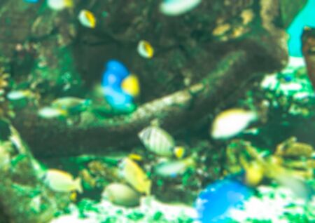 blurred fish seaの写真素材