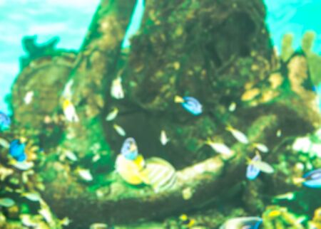 blurred fish seaの写真素材