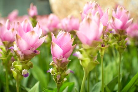 Beauty of the Siam Tulipの写真素材
