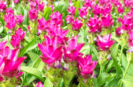 Beauty of the Siam Tulipの写真素材