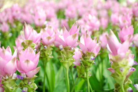 Beauty of the Siam Tulipの写真素材