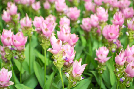 Beauty of the Siam Tulipの写真素材