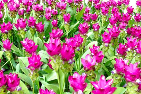 Beauty of the Siam Tulipの写真素材